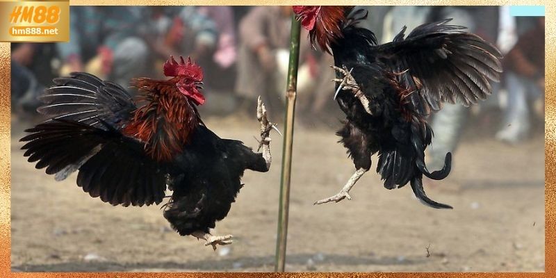Đá gà Thomo – Sàn đấu kịch tính mỗi ngày
